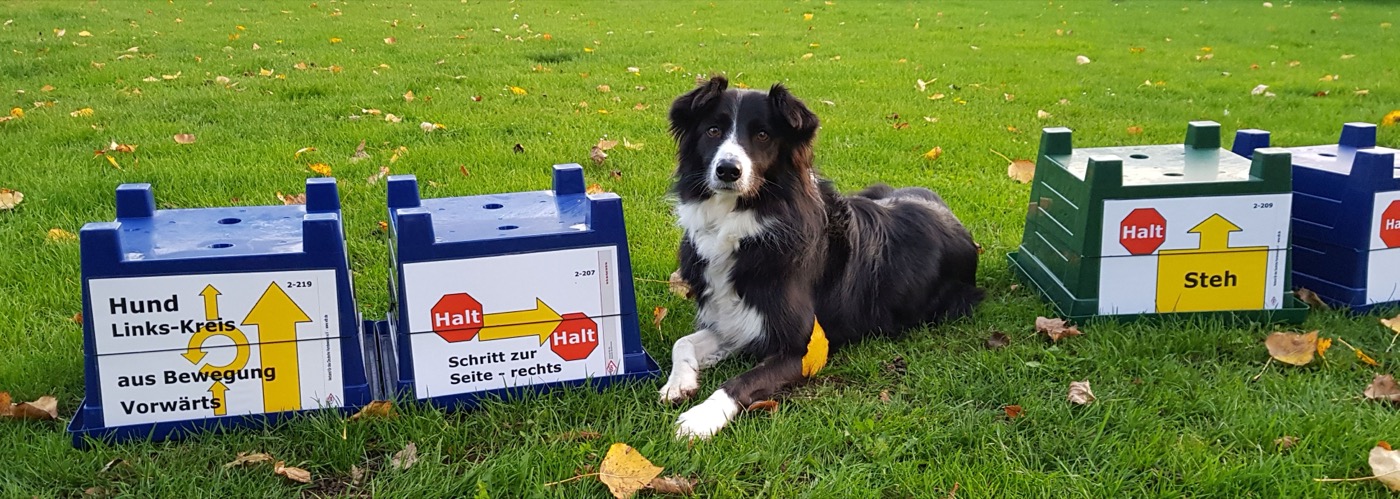 Hundebeschäftigung kreuz und quer