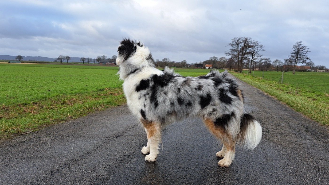 Unerwünschtes Jagdverhalten verstehen und trainieren