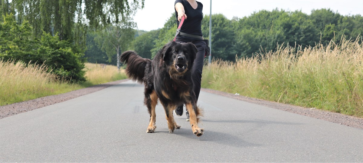 Unerwünschtes Verhalten beim Hund
